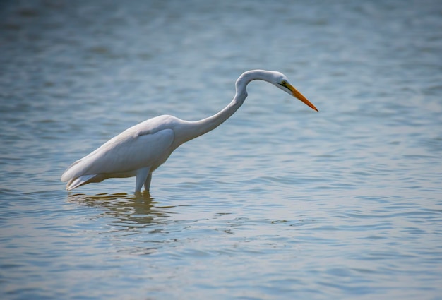 Vogels in het meer