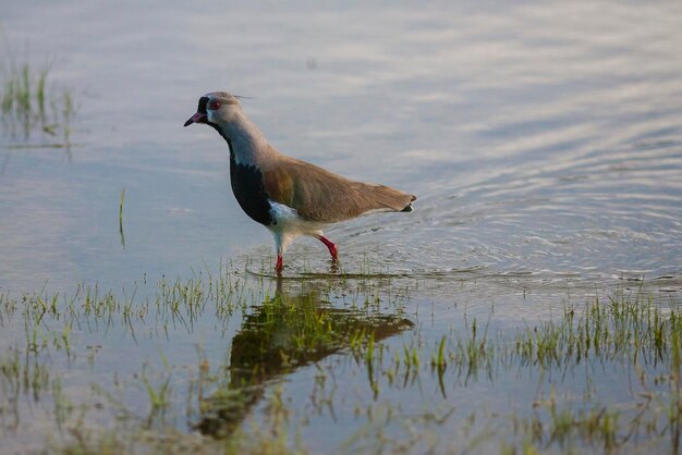 Foto vogels in het meer