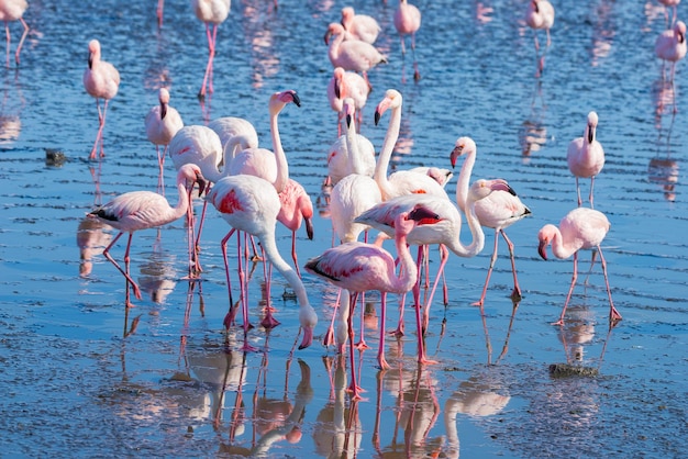 Vogels in het meer