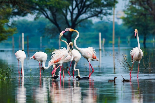Vogels in het meer