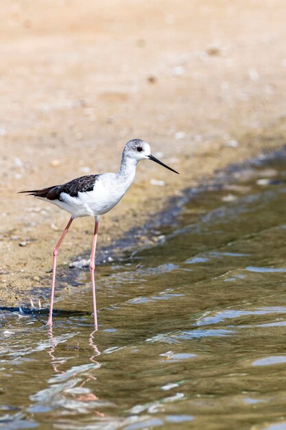 Foto vogels in het meer