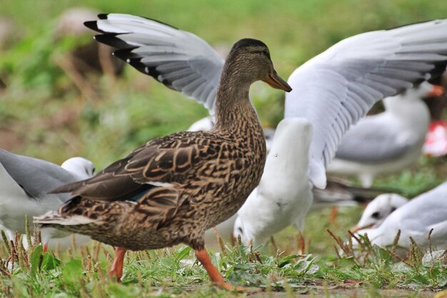 Foto vogels in het veld.