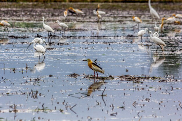 Vogels in het veld