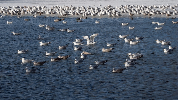 Vogels in het voorjaar. De bevolking van aalscholvers in het blauwe water in de winter.