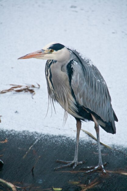 Vogels in het water