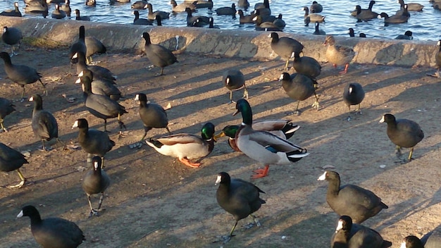 Foto vogels in het water