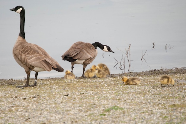 Foto vogels in het water