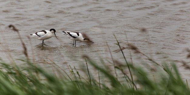 Foto vogels in het water