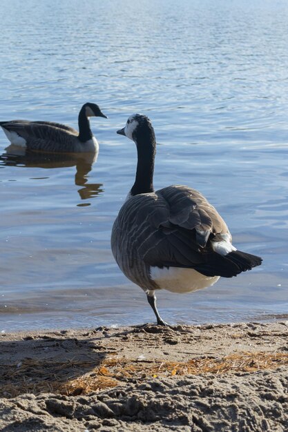 Foto vogels in het water