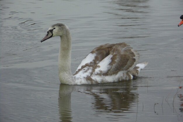 Foto vogels in rustig water