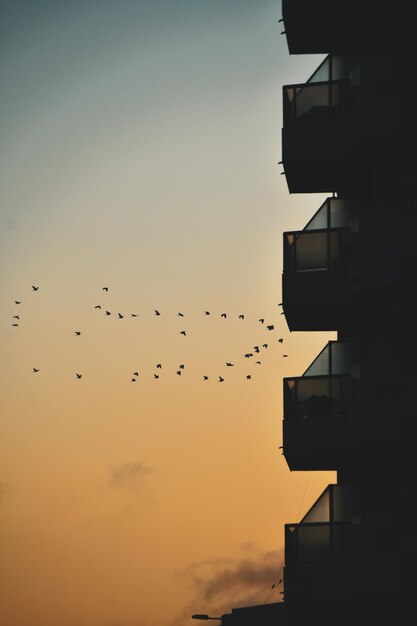 Foto vogels in vlucht