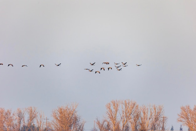 vogels in vlucht