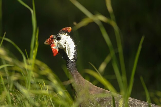 Vogels in vrijheid en in hun omgeving van Uruguay.