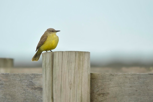 Vogels in vrijheid en in hun omgeving van Uruguay.