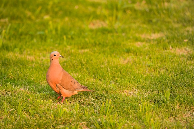 Vogels in vrijheid en in hun omgeving van Uruguay.