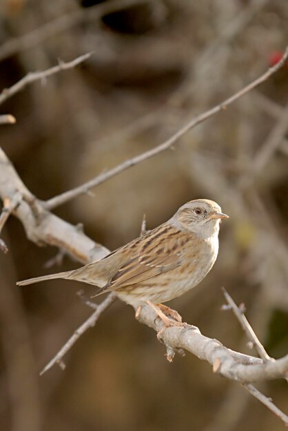 Vogels in vrijheid en in hun omgeving