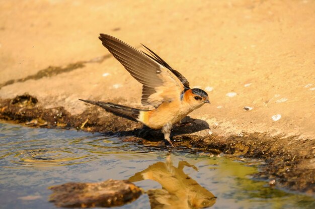 Vogels in vrijheid en in hun omgeving