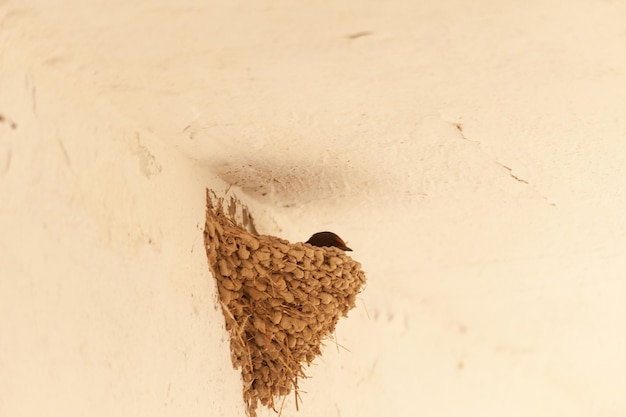 Vogels in vrijheid en in hun omgeving