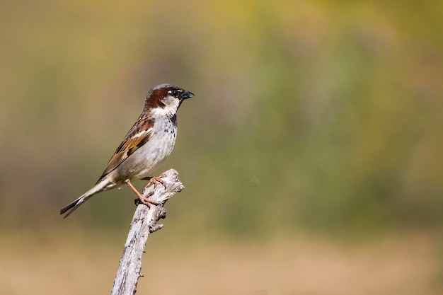 Vogels in vrijheid en in hun omgeving