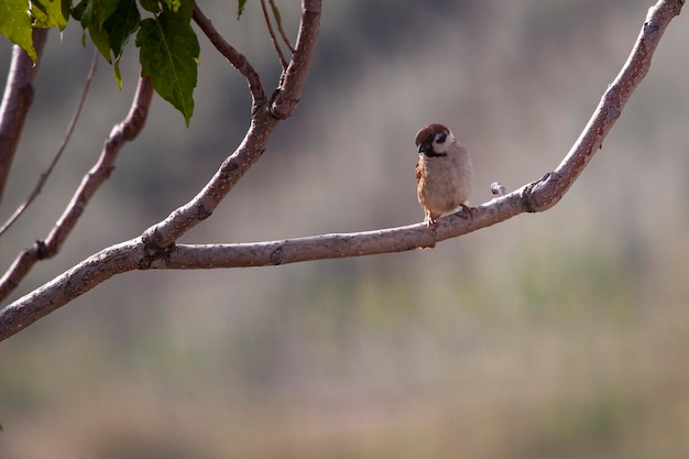 Vogels in vrijheid en in hun omgeving