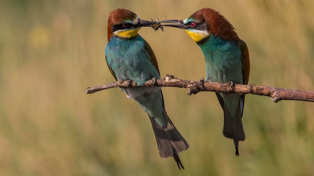 Vogels jagen op een tak.