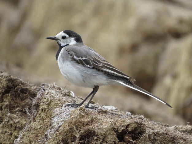 Vogels kijken in een prachtige omgeving