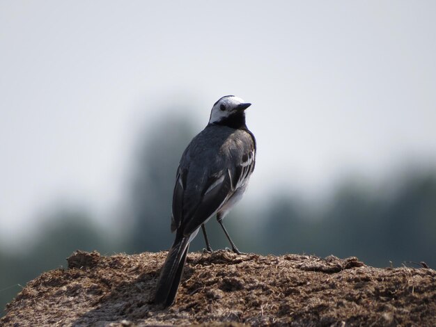 Vogels kijken in het wild