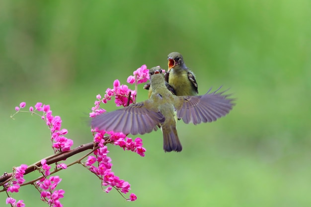 Vogels met bloemen