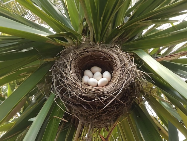 Vogels nestelen in een palmboom