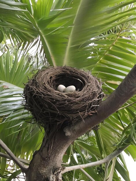 Vogels nestelen in een palmboom