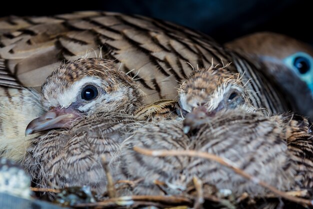 Vogels nestelen in het nest.