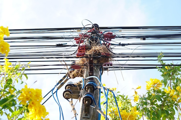 Vogels nestelen op elektrische palen