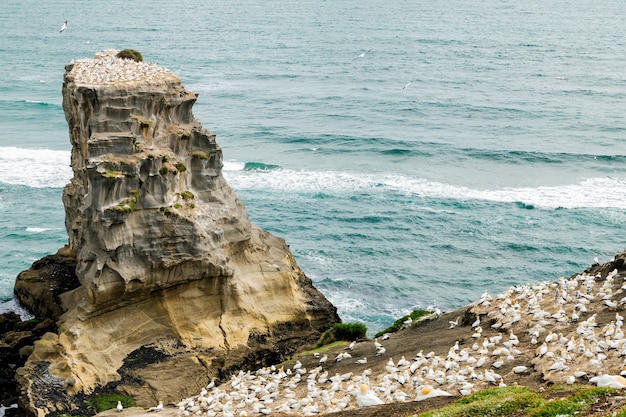 Vogels nesten en vliegen op muriwai beach, nieuw-zeeland