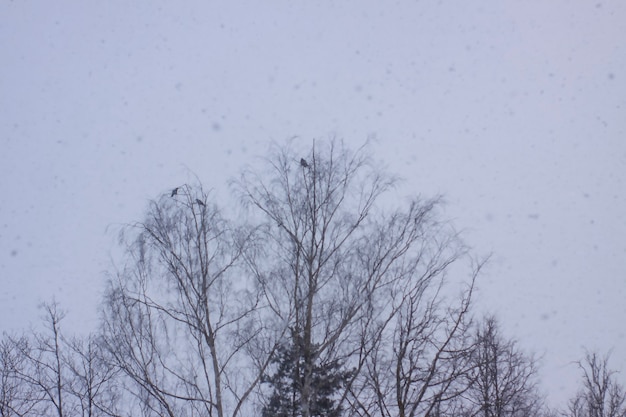 Vogels op besneeuwde bomen op de achtergrond van de winterhemel. Sneeuwval. Schemering.