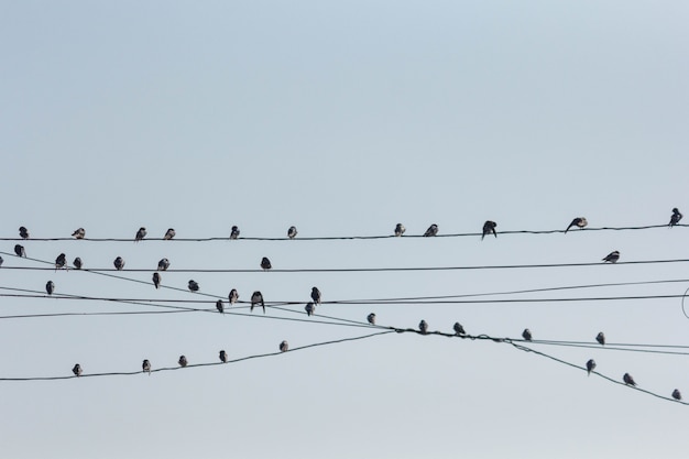 Vogels op de draden.