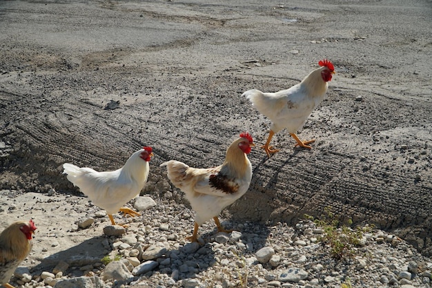 Vogels op de grond