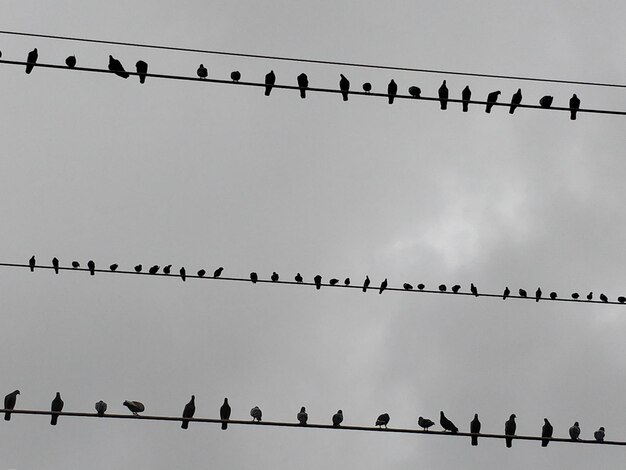 Foto vogels op de kabel.