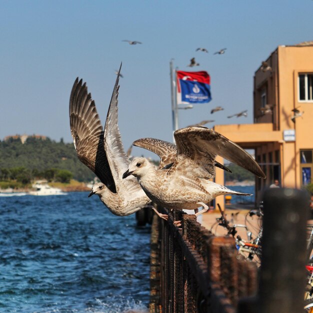 Foto vogels op de reling bij de zee