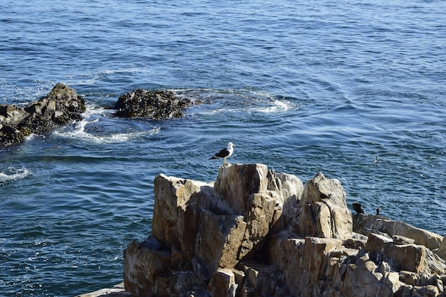 Vogels op de rotsen bij de kuststad Valparaiso Chili