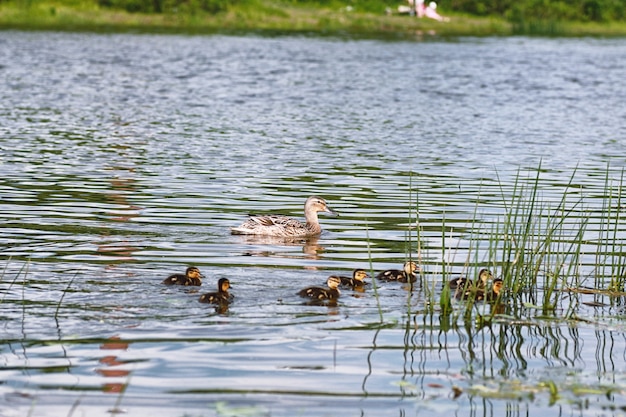 Vogels op de vijver. Een zwerm eenden en duiven aan het water. Trekvogels door meer.