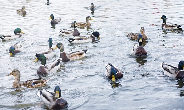 Vogels op de vijver. Een zwerm eenden en duiven aan het water. Trekvogels door meer.