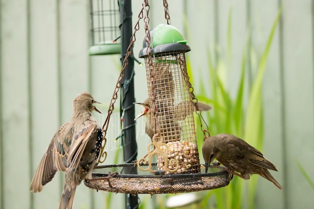 Foto vogels op de voederbak