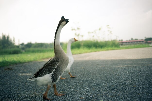 Foto vogels op de weg.