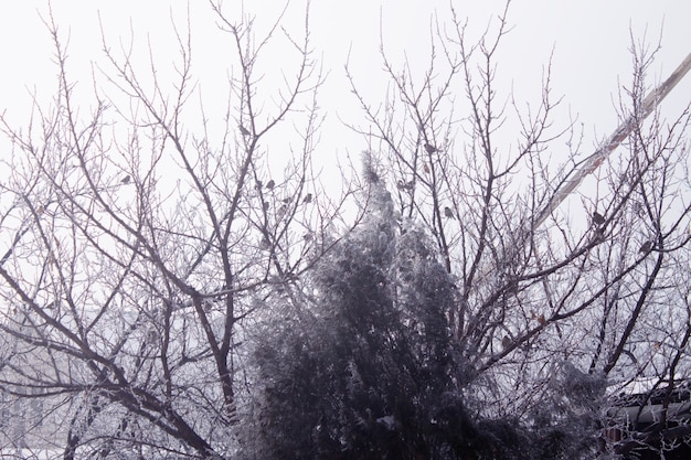 Vogels op een boom. Winter.