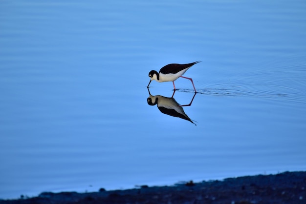 Foto vogels op een meer