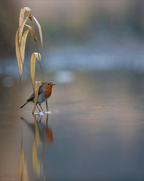 Foto vogels op een meer