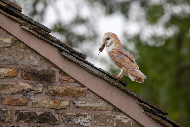 Vogels op het dak.