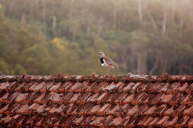 Vogels op het dak.