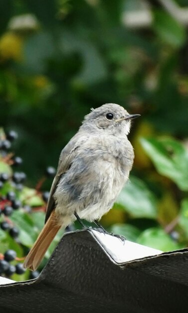 Foto vogels op het dak.