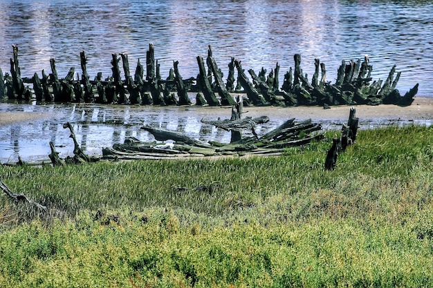 Foto vogels op het gras in het water